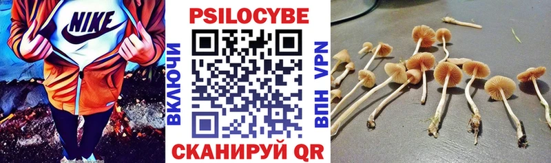 сколько стоит  Балабаново  Псилоцибиновые грибы Cubensis 